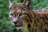 FBD01095194 Euraziatische lynx / Lynx lynx
