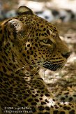 FBD01095206 Sri Lanka panter/ Panthera pardus kotiya
