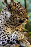 FBD01095244 Perzische panter / Panthera pardus saxicolor