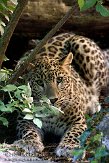 FBD01095252 Perzische panter / Panthera pardus saxicolor