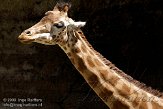 FBD01095432 kordofangiraf / Giraffa camelopardalis antiquorum