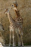 FBD01095436 kordofangiraf / Giraffa camelopardalis antiquorum