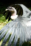 FBD01095480 Andescondor / Vultur gryphus