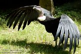 FBD01095484 Andescondor / Vultur gryphus