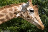 FZM01184189 kordofangiraf / Giraffa camelopardalis antiquorum