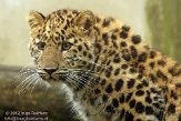 FMZ01128036 Amoerpanter / Panthera pardus orientalis
