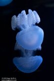 FNC01192368 blauwe blubber kwal / Catostylus mosaicus