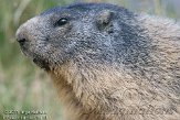 DEA01119185 alpenmarmot / Marmota marmota