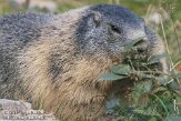 DEA01119193 alpenmarmot / Marmota marmota