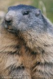 DEA01119202 alpenmarmot / Marmota marmota