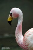 DZB013129 James' flamingo / Phoenicoparrus jamesi