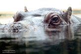 DZB013173 nijlpaard / Hippopotamus amphibius