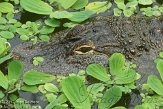 DCW01123346 Amerikaanse alligator / Alligator mississippiensis