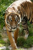DZD01098314 Maleise tijger / Panthera tigris jacksoni