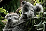 DGD01080052 Queensland koala / Phascolarctos cinereus adustus