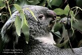 DGD01080062 Queensland koala / Phascolarctos cinereus adustus