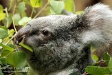 DGD01080077 Queensland koala / Phascolarctos cinereus adustus