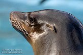 DGD01080155 Californische zeeleeuw / Zalophus californianus
