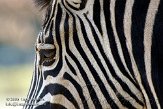 DGD01080162 Damara zebra / Equus quagga burchellii