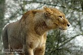 DGD01080178 Afrikaanse leeuw / Panthera leo