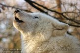 DGD01130053 Hudson Bay wolf / Canis lupus hudsonicus