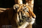 DGD01130084 Siberische tijger / Panthera tigris altaica