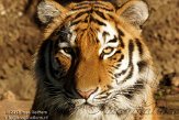 DGD01130095 Siberische tijger / Panthera tigris altaica