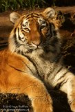 DGD01130132 Siberische tijger / Panthera tigris altaica