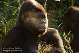 DGD01130140 westelijke laaglandgorilla / Gorilla gorilla gorilla