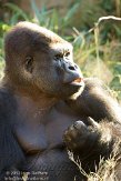 DGD01130145 westelijke laaglandgorilla / Gorilla gorilla gorilla