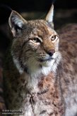 DZD01182357 Euraziatische lynx / Lynx lynx