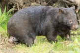 DZD01182402 wombat / Vombatus ursinus
