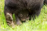 DZD01182417 wombat / Vombatus ursinus