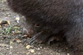 DZD01182429 wombat / Vombatus ursinus