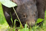 DZD01182435 wombat / Vombatus ursinus