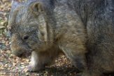 DZD01182443 wombat / Vombatus ursinus