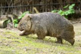 DZD01182449 wombat / Vombatus ursinus
