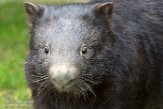 DZD01182455 wombat / Vombatus ursinus