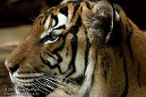 DBH01096176 Maleise tijger / Panthera tigris jacksoni
