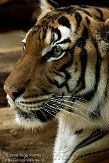 DBH01096186 Maleise tijger / Panthera tigris jacksoni