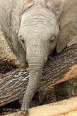 DBH01096216 Zuid-Afrikaanse olifant / Loxodonta africana africana