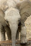 DBH01096222 Zuid-Afrikaanse olifant / Loxodonta africana africana