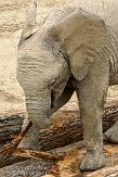 DBH01096236 Zuid-Afrikaanse olifant / Loxodonta africana africana