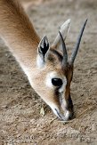 DEH01119857 Thomsongazelle / Gazella thomsonii