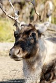 DEH01119892 Noord-Amerikaanse kariboe / Rangifer tarandus caribou