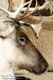 DEH01119895 Noord-Amerikaanse kariboe / Rangifer tarandus caribou