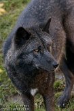 DEH01119902 timberwolf / Canis lupus occidentalis