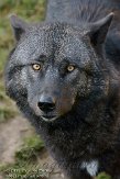 DEH01119911 timberwolf / Canis lupus occidentalis