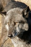 DEH0111A007 timberwolf / Canis lupus occidentalis