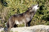 DEH0111A011 timberwolf / Canis lupus occidentalis